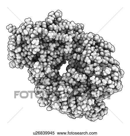 Stock Illustration - Alemtuzumab Fab fragment molecule. Fotosearch