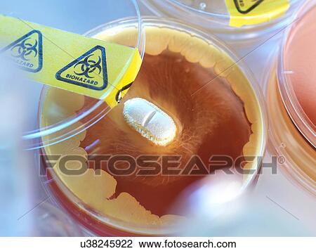 Antibiotic testing View Large Illustration Drawing - Antibiotic testing. Fotosearch