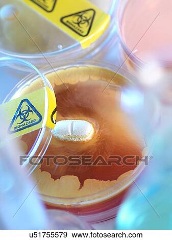 Antibiotic testing View Large Illustration Stock Illustration - Antibiotic testing. Fotosearch