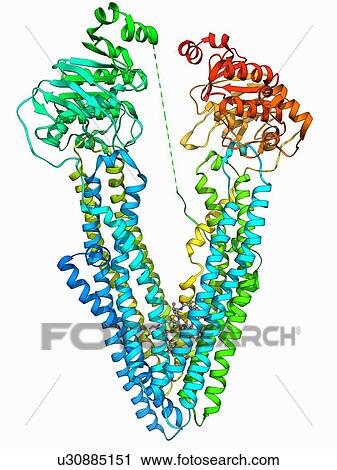 Antibodies and their antigen View Large Illustration Clip Art - Antibodies and their antigen. Fotosearch