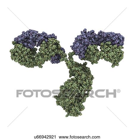Antibody molecule View Large Illustration Clip Art - Antibody molecule. Fotosearch
