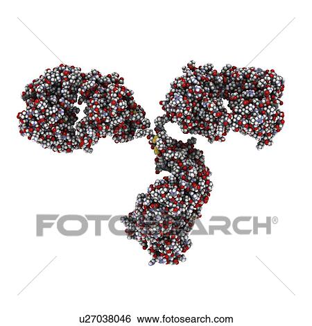 Stock Illustration - Antibody molecule. Fotosearch