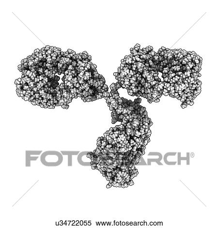 Stock Illustration - Antibody molecule. Fotosearch