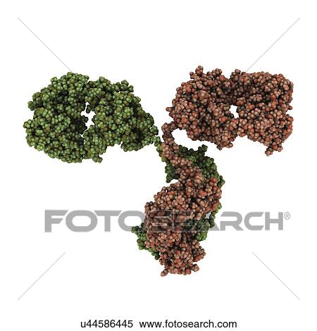Antibody molecule View Large Illustration Stock Illustration - Antibody molecule. Fotosearch