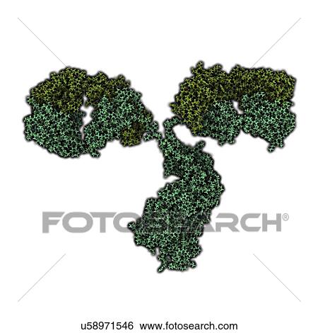 Stock Illustration - Antibody molecule. Fotosearch
