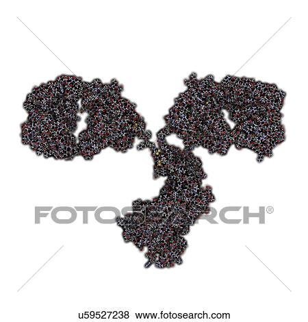 Antibody molecule View Large Illustration Stock Illustration - Antibody molecule. Fotosearch