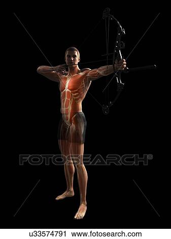 Archer, artwork View Large Illustration Clip Art - Archer, artwork. Fotosearch
