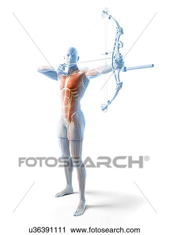 Clip Art - Archer, artwork. Fotosearch