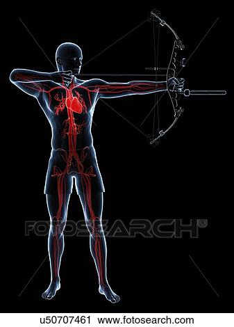 Archer, artwork View Large Illustration Clip Art - Archer, artwork. Fotosearch