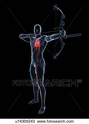 Drawing - Archer, artwork. Fotosearch