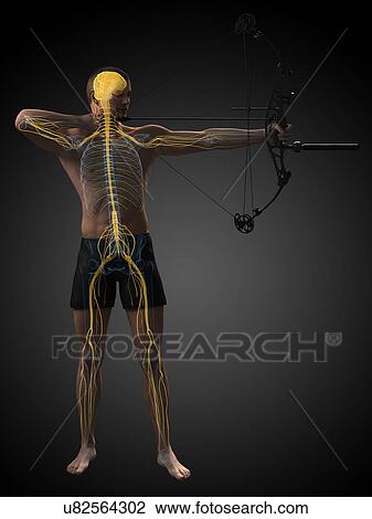 Drawing - Archer, artwork. Fotosearch