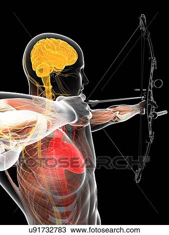 Archer, artwork View Large Illustration Drawing - Archer, artwork. Fotosearch