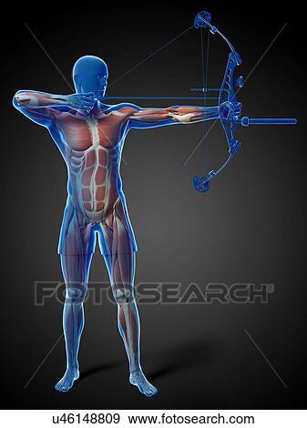 Stock Illustration - Archer, artwork. Fotosearch