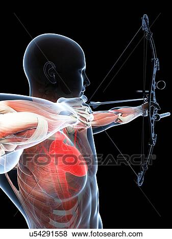 Stock Illustration - Archer, artwork. Fotosearch