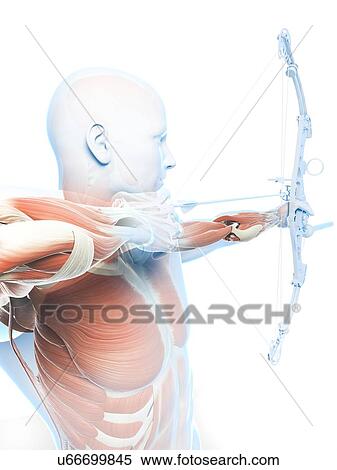 Stock Illustration - Archer, artwork. Fotosearch
