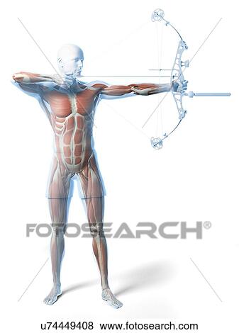 Stock Illustration - Archer, artwork. Fotosearch