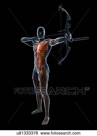 Archer, artwork View Large Illustration Stock Illustration - Archer, artwork. Fotosearch