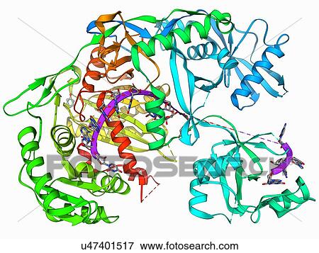 Argonaute protein and microRNA View Large Illustration Stock Illustration - Argonaute protein and microRNA. Fotosearch