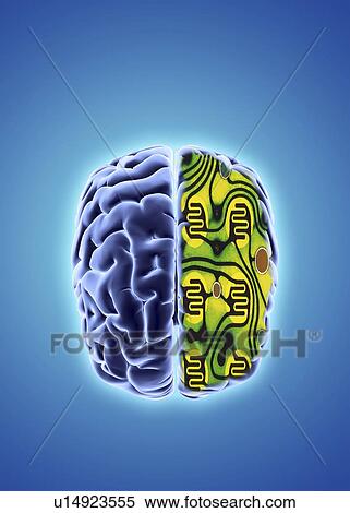 Stock Illustration - Artificial intelligence and cybernetics. Fotosearch