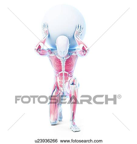 Atlas lifting globe, artwork View Large Illustration Stock Illustration - Atlas lifting globe, artwork. Fotosearch