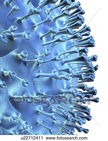 Avian influenza virus, artwork View Large Illustration Clip Art - Avian influenza virus, artwork. Fotosearch