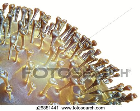 Avian influenza virus, artwork View Large Illustration Clip Art - Avian influenza virus, artwork. Fotosearch