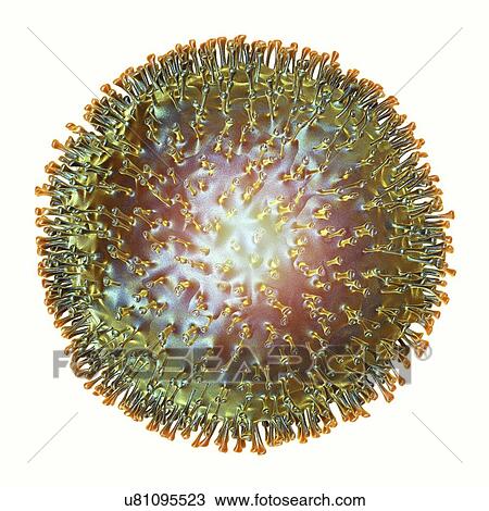 Drawing - Avian influenza virus, artwork. Fotosearch