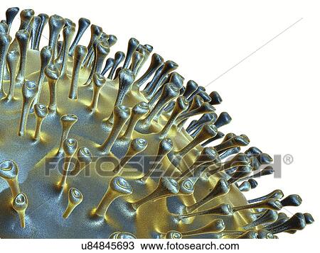 Avian influenza virus, artwork View Large Illustration Drawing - Avian influenza virus, artwork. Fotosearch