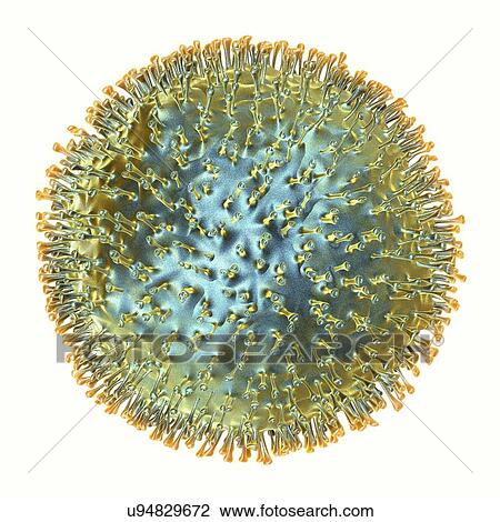 Avian influenza virus, artwork View Large Illustration Drawing - Avian influenza virus, artwork. Fotosearch