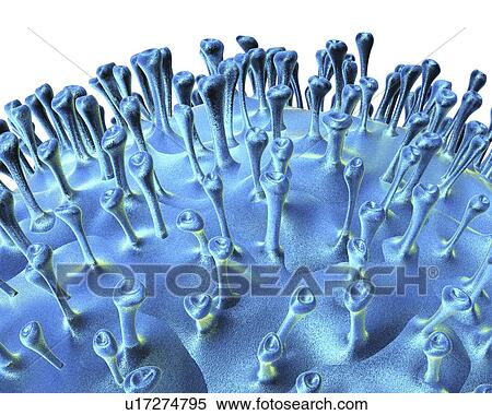 Stock Illustration - Avian influenza virus, artwork. Fotosearch