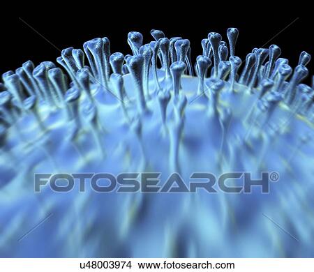 Avian influenza virus, artwork View Large Illustration Stock Illustration - Avian influenza virus, artwork. Fotosearch