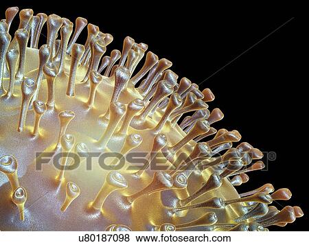 Stock Illustration - Avian influenza virus, artwork. Fotosearch