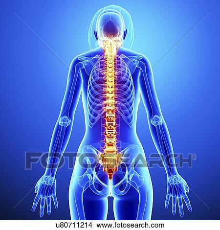 Back pain, artwork View Large Illustration Stock Illustration - Back pain, artwork. Fotosearch