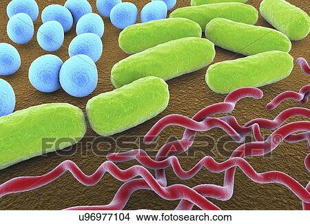 Stock Illustration - Bacteria shapes, artwork. Fotosearch