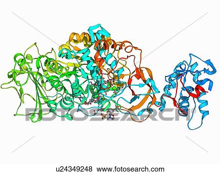Stock Illustration - Bacterial biofilm enzyme. Fotosearch