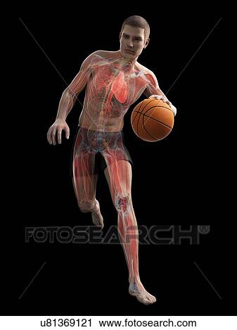 Basketball player, artwork View Large Illustration Clip Art - Basketball player, artwork. Fotosearch