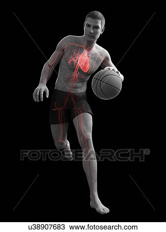 Drawing - Basketball player, artwork. Fotosearch