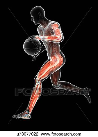 Basketball player, artwork View Large Illustration Drawing - Basketball player, artwork. Fotosearch