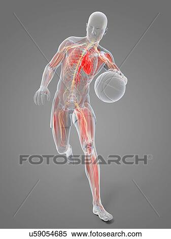 Stock Illustration - Basketball player, artwork. Fotosearch