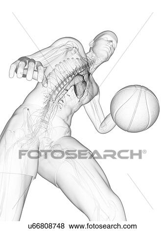 Basketball player, artwork View Large Illustration Stock Illustration - Basketball player, artwork. Fotosearch