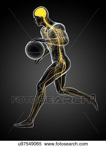 Stock Illustration - Basketball player, artwork. Fotosearch