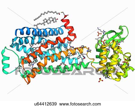 Stock Illustration - Beta-2 adrenergic receptor molecule. Fotosearch
