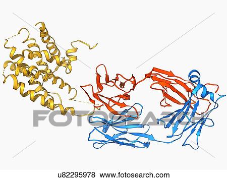 Beta-2 adrenergic receptor molecule View Large Illustration Stock Illustration - Beta-2 adrenergic receptor molecule. Fotosearch