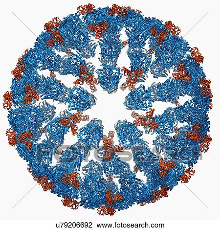 Bluetongue virus capsid, molecular model View Large Illustration Drawing - Bluetongue virus capsid, molecular model. Fotosearch