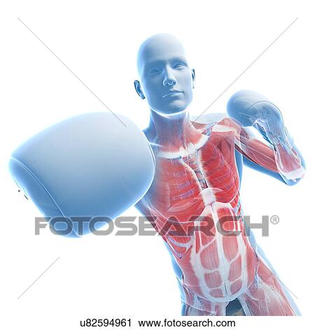 Boxer, artwork View Large Illustration Clip Art - Boxer, artwork. Fotosearch