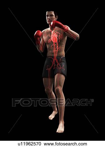 Boxer, artwork View Large Illustration Clipart - Boxer, artwork. Fotosearch