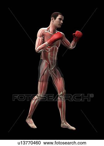 Boxer, artwork View Large Illustration Clipart - Boxer, artwork. Fotosearch