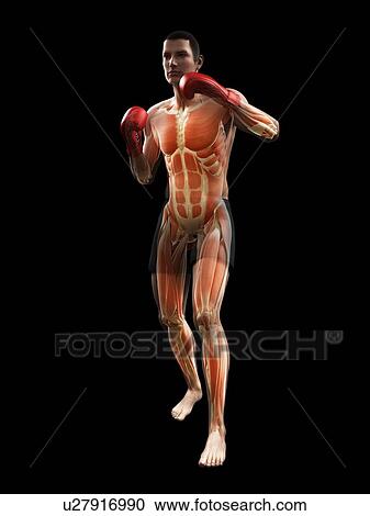 Boxer, artwork View Large Illustration Clipart - Boxer, artwork. Fotosearch