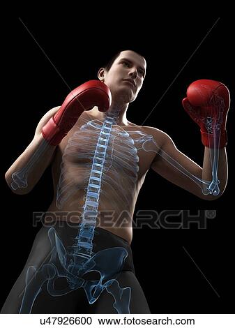 Boxer, artwork View Large Illustration Clipart - Boxer, artwork. Fotosearch