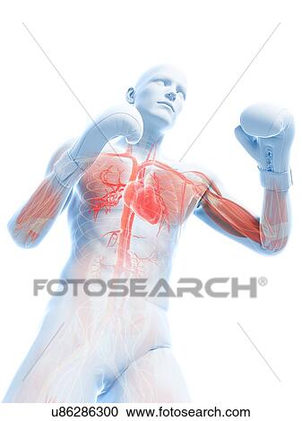 Clipart - Boxer, artwork. Fotosearch